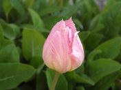 Tulip