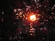 AS the Sun goes Down