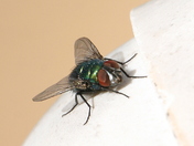 Ordinary house fly