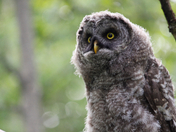 Great Grey Owlet