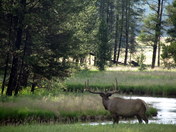 Yellowstone National Park