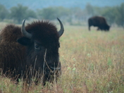 Wichita Mountains Wildlife Refuge