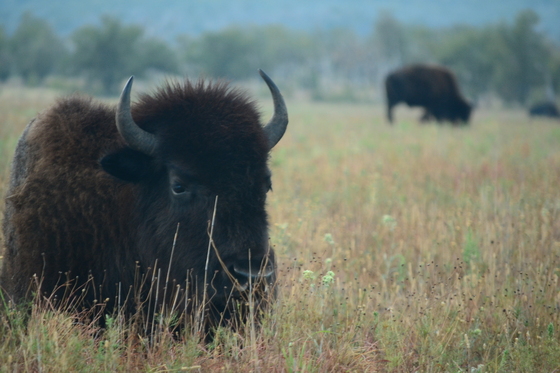 Wichita Mountains Wildlife Refuge
