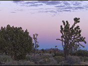 Mojave National Preserve