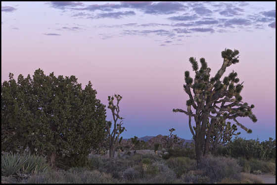 Mojave National Preserve