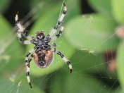 The Original Spiderman.