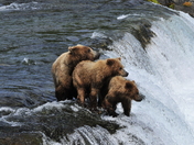 Katmai National Park & Preserve