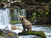 Katmai National park