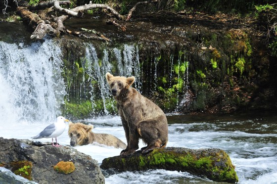 Katmai National park