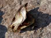 Randoms from a walk along the beach.