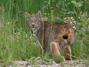 Canada Lynx
