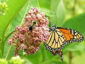 Shenandoah National Park