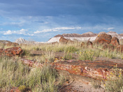 Petrified Forest NP