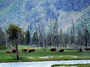 yellowstone national park