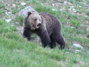 Yellowstone National Park