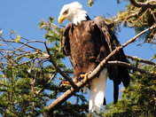 Resting Eagle 