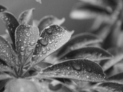 Droplets on Leaves