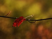 Last Autumn Leaf