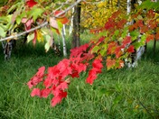 Canada Red - Maple Leaves