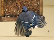 Blue Jay at feeder