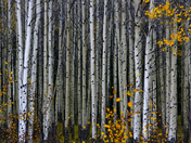 Alberta Aspens 