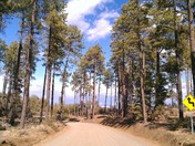 Prescott National Forest