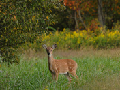 Crab Orchard National Wildlife Refuge