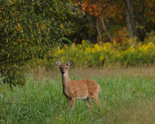Crab Orchard National Wildlife Refuge