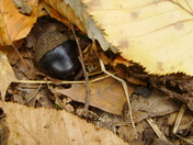 Valley Forge National Park