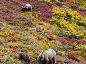 Denali National Park