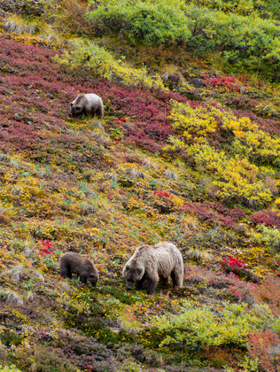 Denali National Park