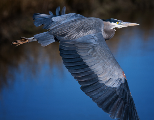 Ridgefield National Wildlife Refuge