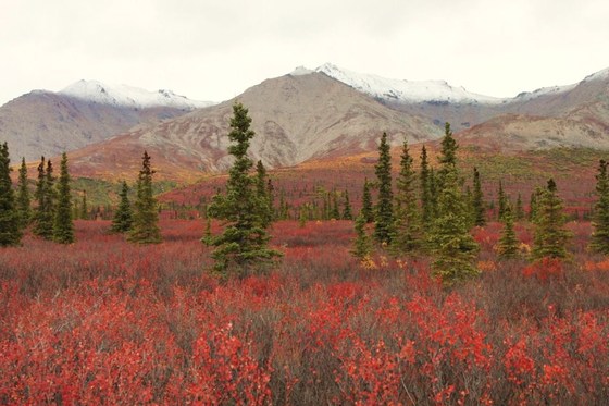 Denali National Park and Preserve