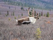 Denali National Park and Preserve