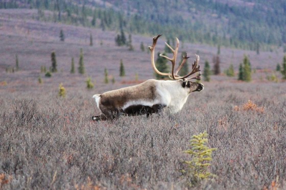 Denali National Park and Preserve
