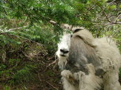 Glacier National Park
