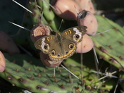 Common Buckeye