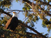 B.C. Bald Eagles 