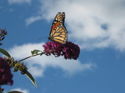 monarch butterfly