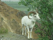 Denali National Park