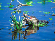 Everglades National Park