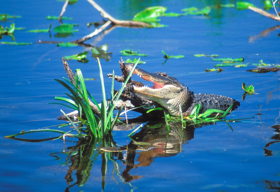 Everglades National Park
