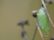 monarch cocoon 