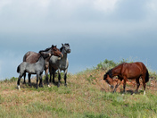 Teddy Roosevelt National Park