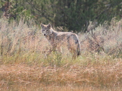 Yellowstone National Park