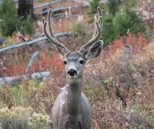 Yellowstone National Park