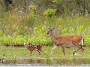 Edwin B. Forsythe National Wildlife Refuge