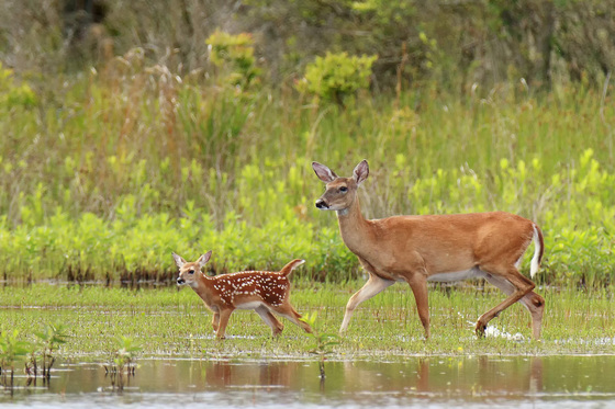 Edwin B. Forsythe National Wildlife Refuge