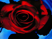 Red Rose in Blue