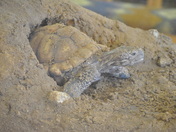 Joshua Tree National Park